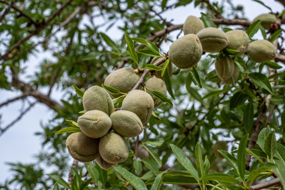 cultivo de almendra