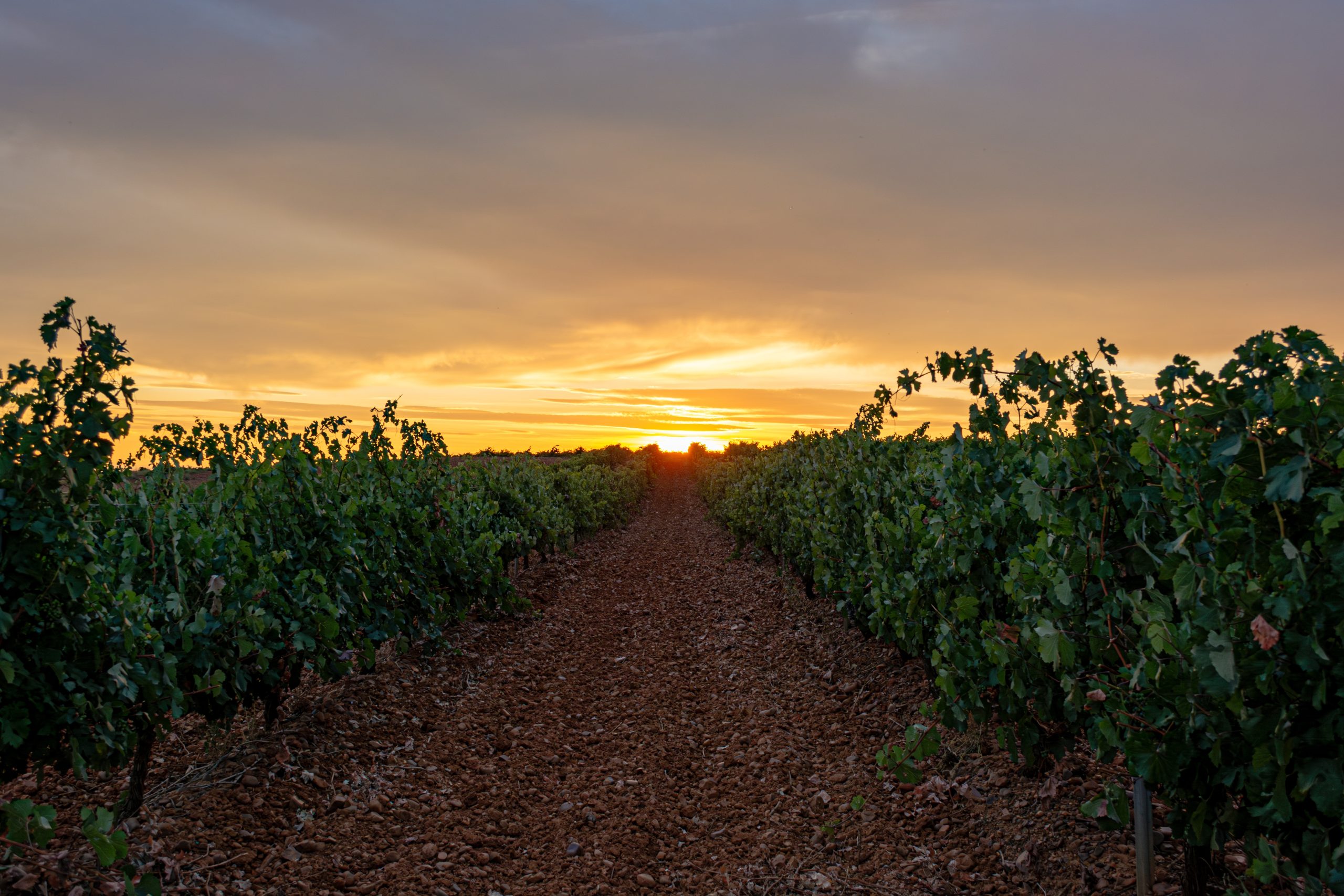 vinedo espanol paisaje natural scaled